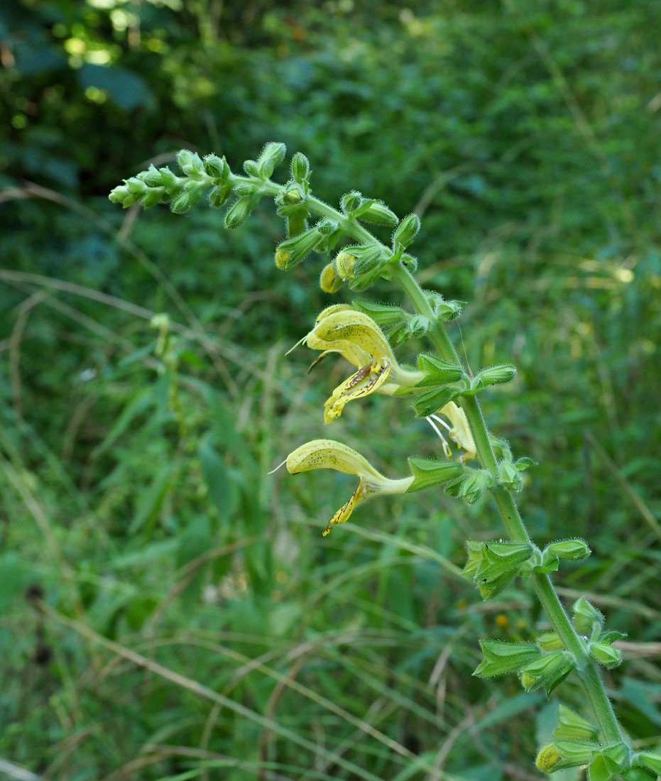 Изображение особи Salvia glutinosa.