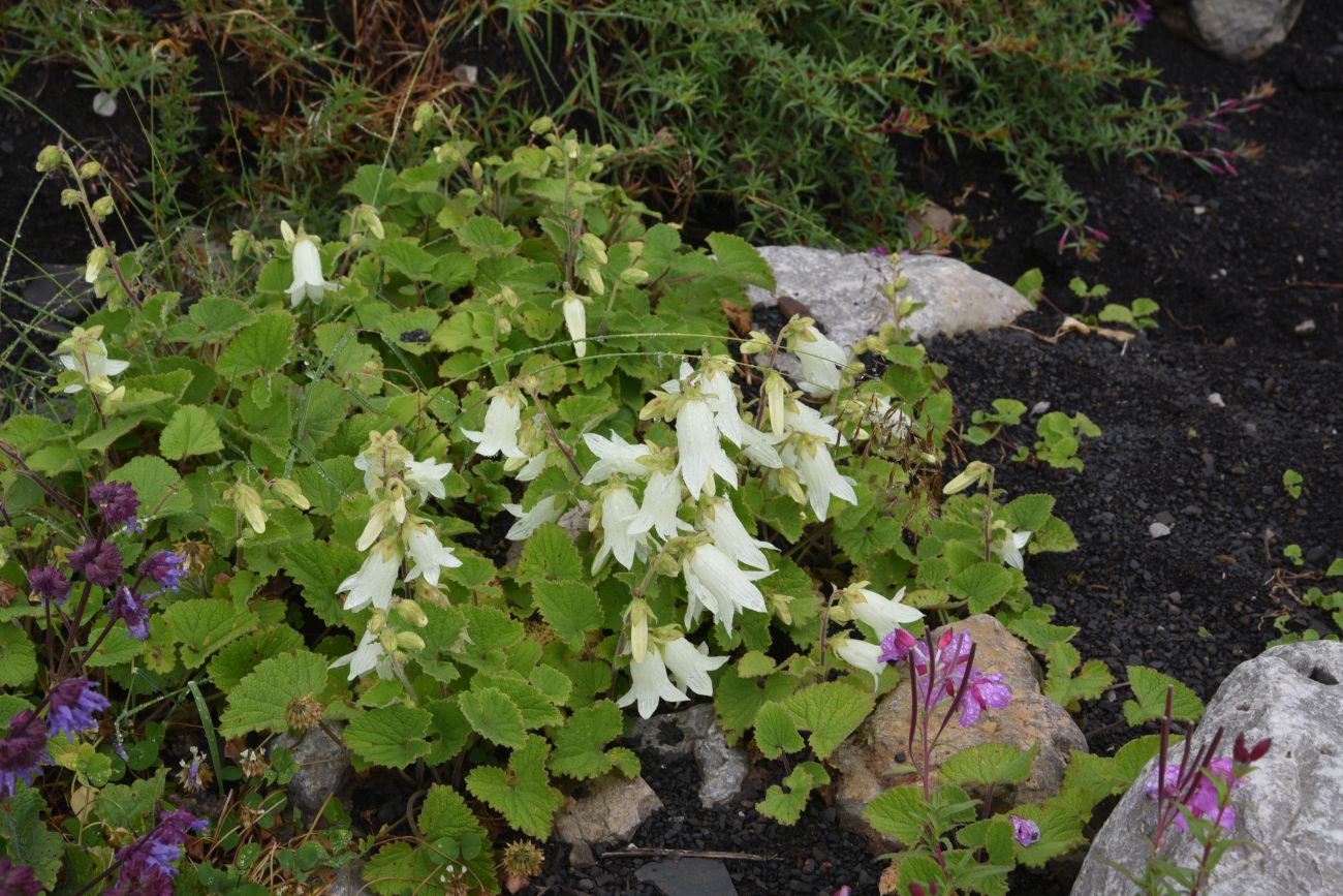 Изображение особи Campanula alliariifolia.