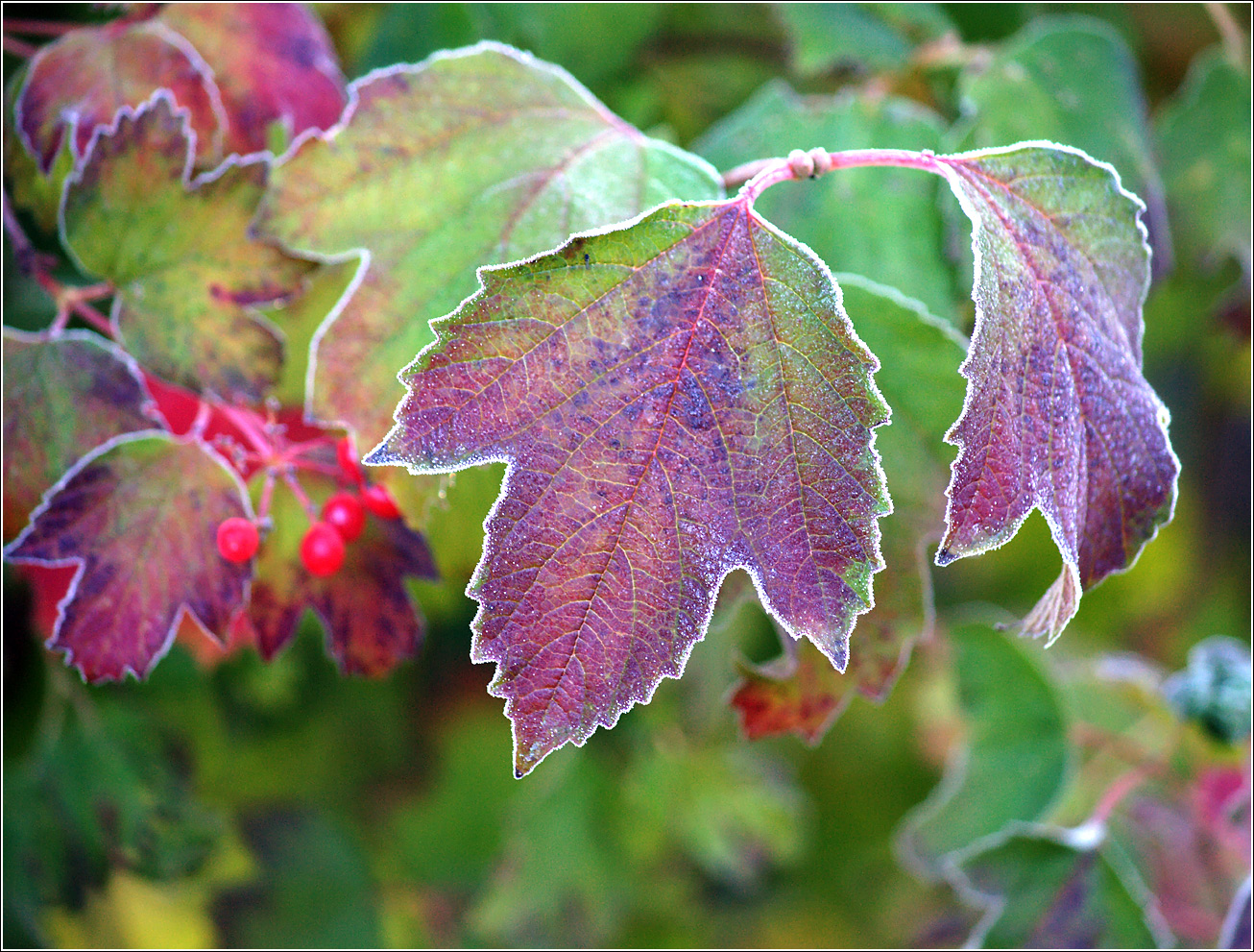 Image of Viburnum opulus specimen.