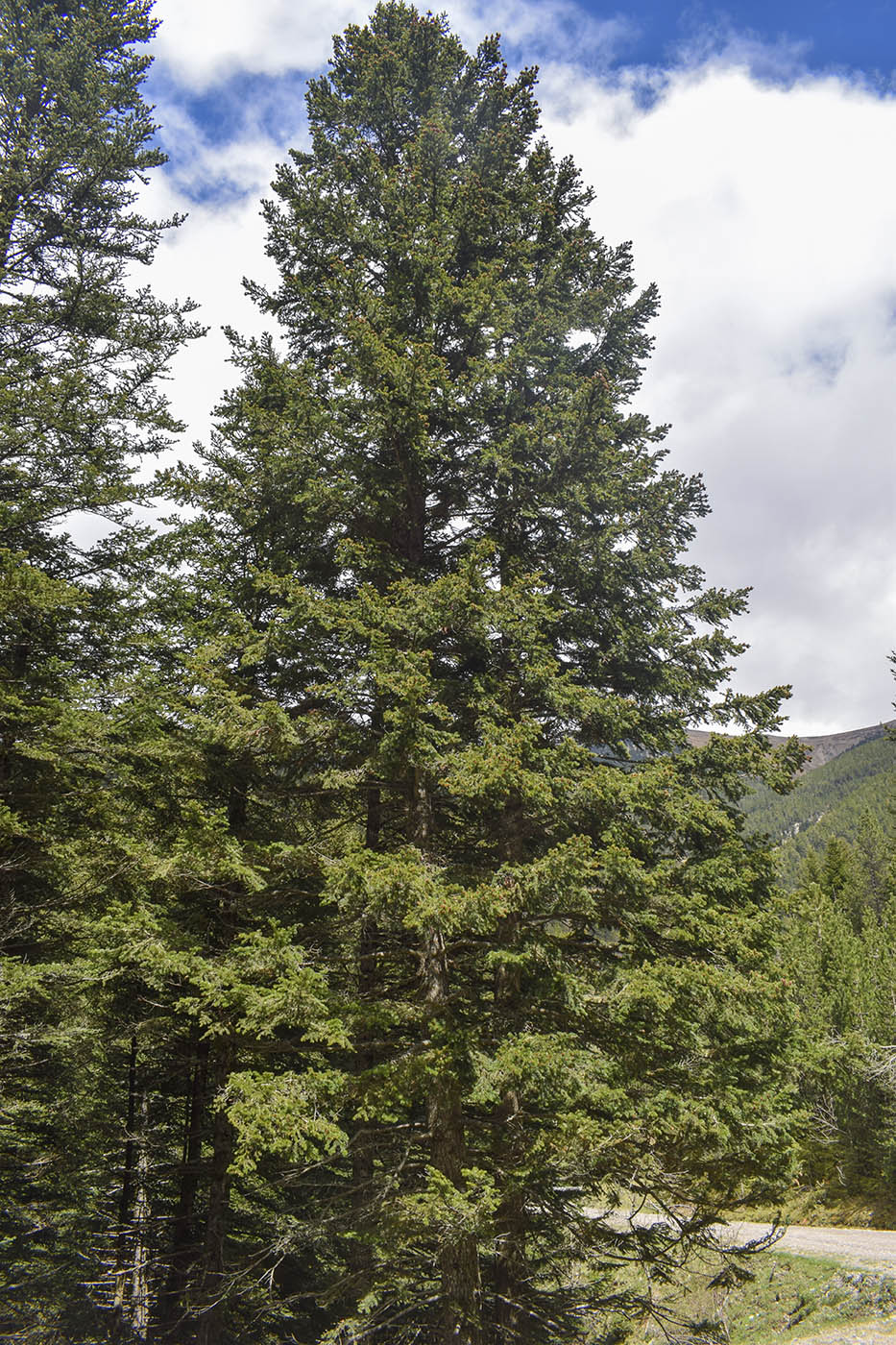 Image of Abies alba specimen.