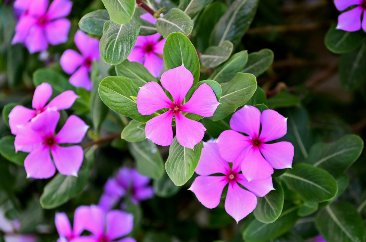 Image of Catharanthus roseus specimen.