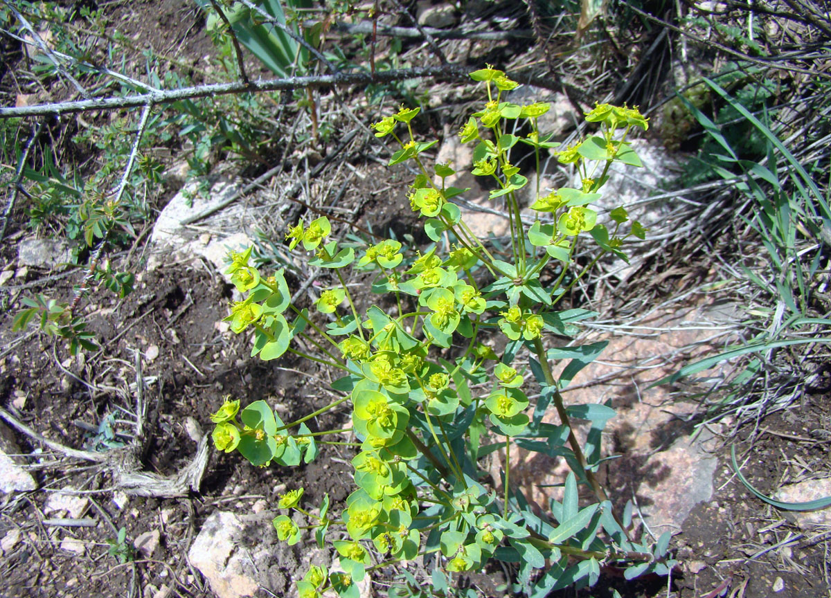 Image of Euphorbia subcordata specimen.