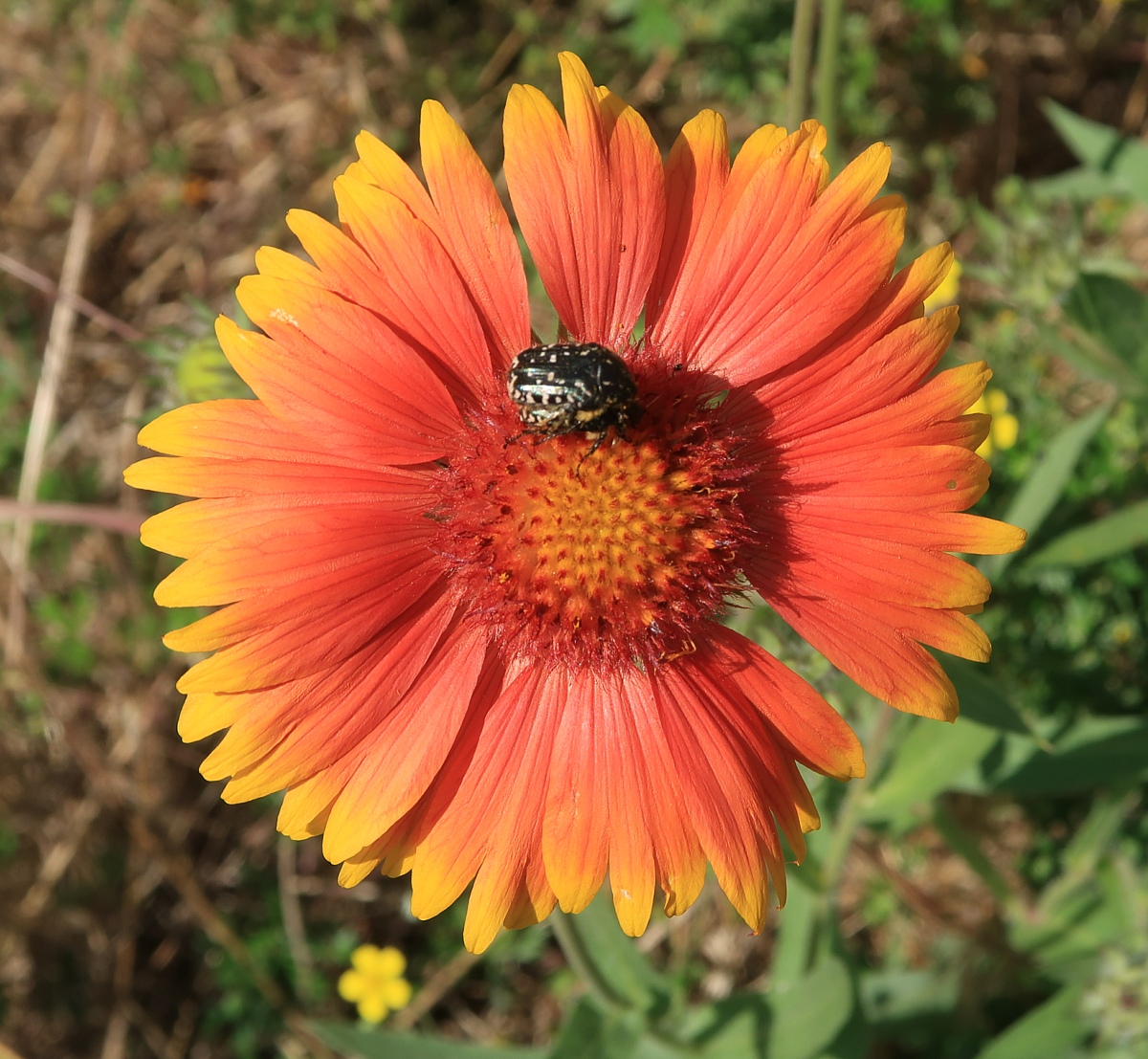 Изображение особи Gaillardia aristata.