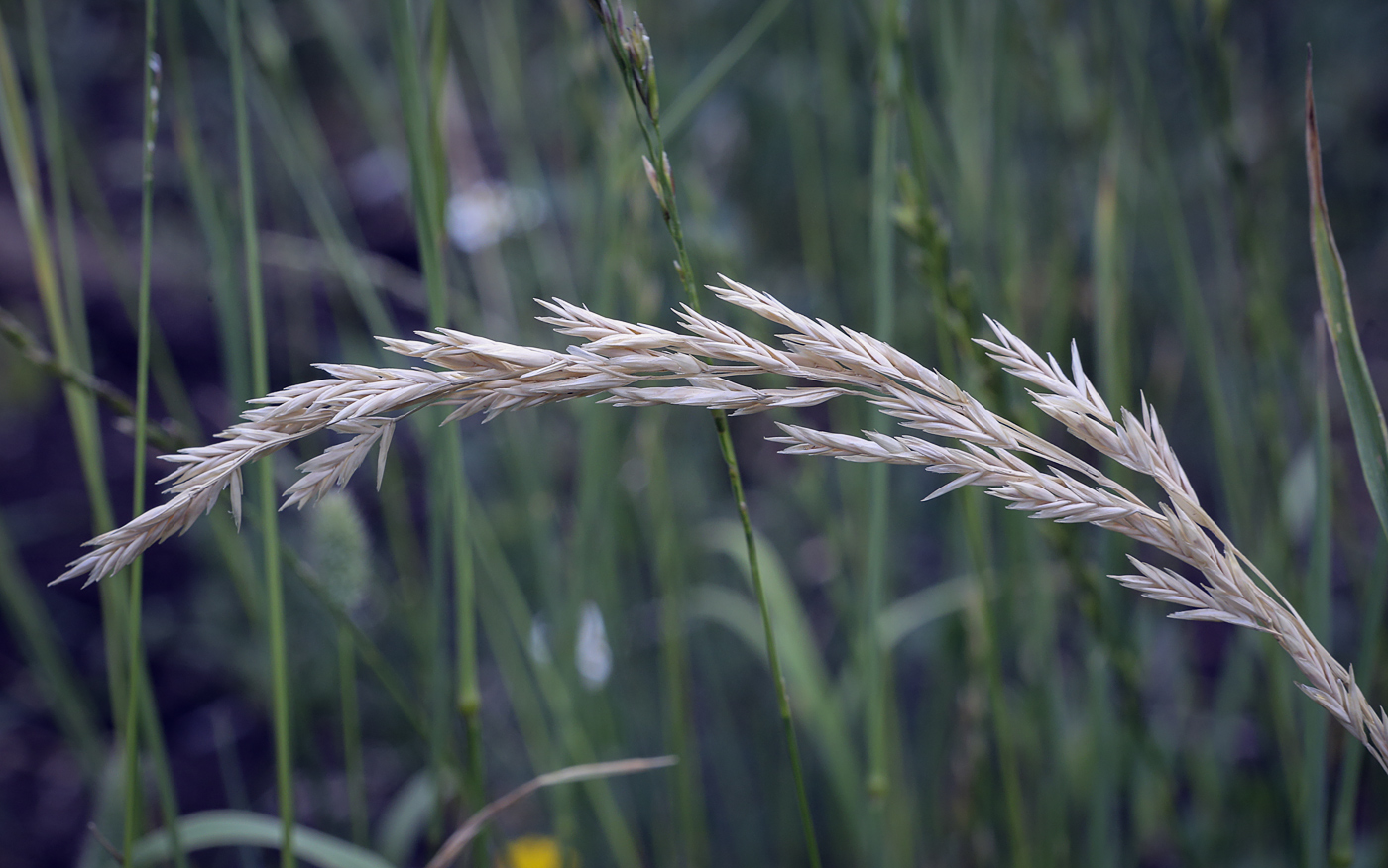 Image of genus Festuca specimen.