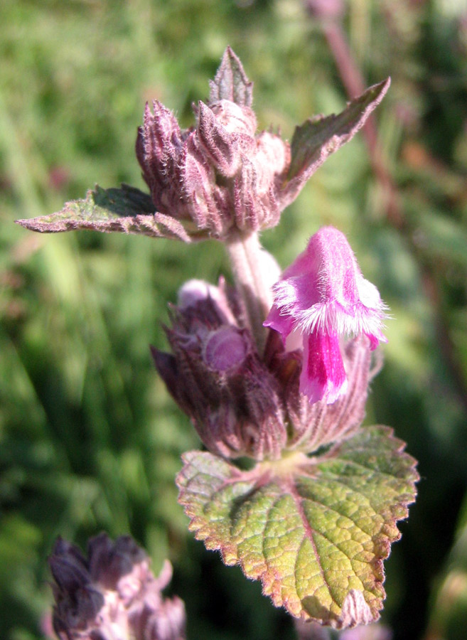 Изображение особи Phlomoides pratensis.