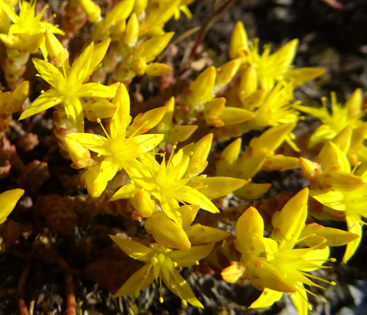 Изображение особи Sedum acre.