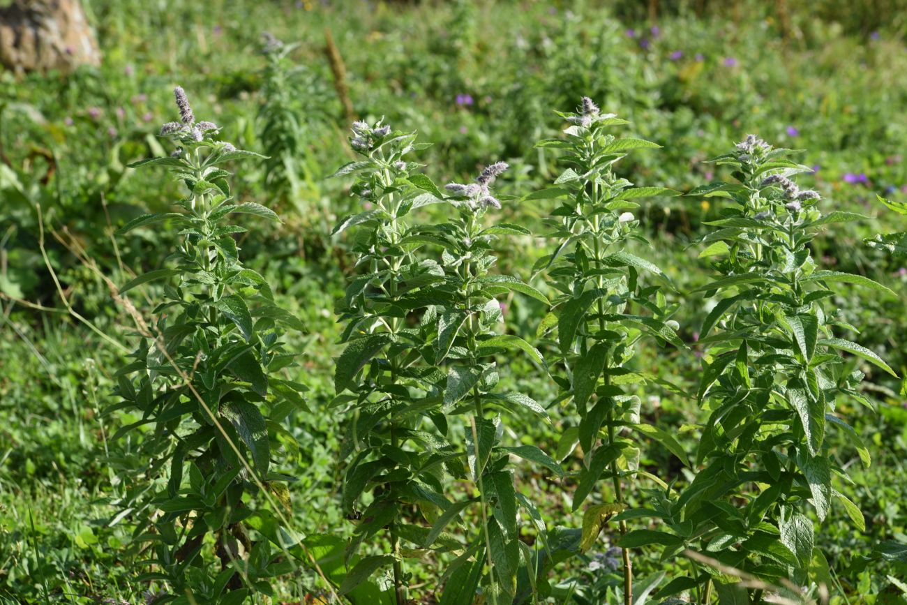 Изображение особи Mentha longifolia.