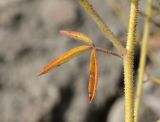 Cleome canescens