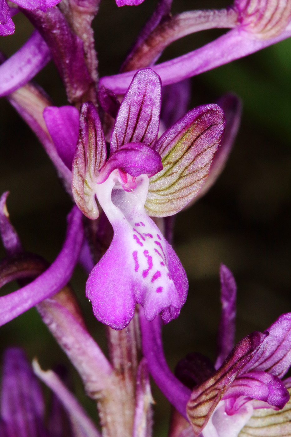 Image of Anacamptis morio ssp. caucasica specimen.