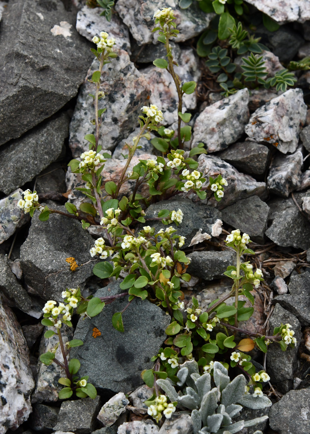 Image of Taphrospermum altaicum specimen.