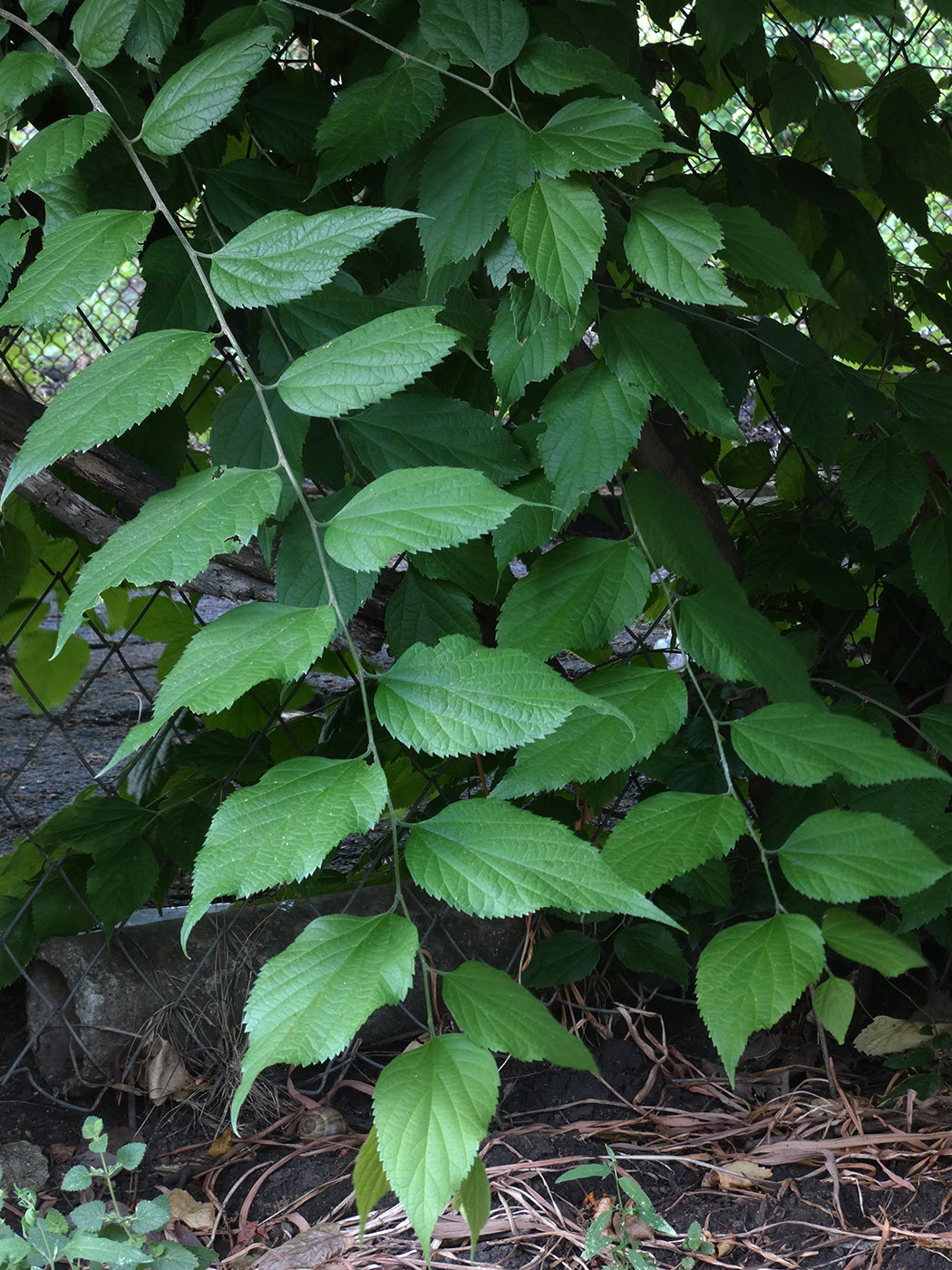 Image of genus Celtis specimen.