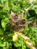 Hibiscus trionum