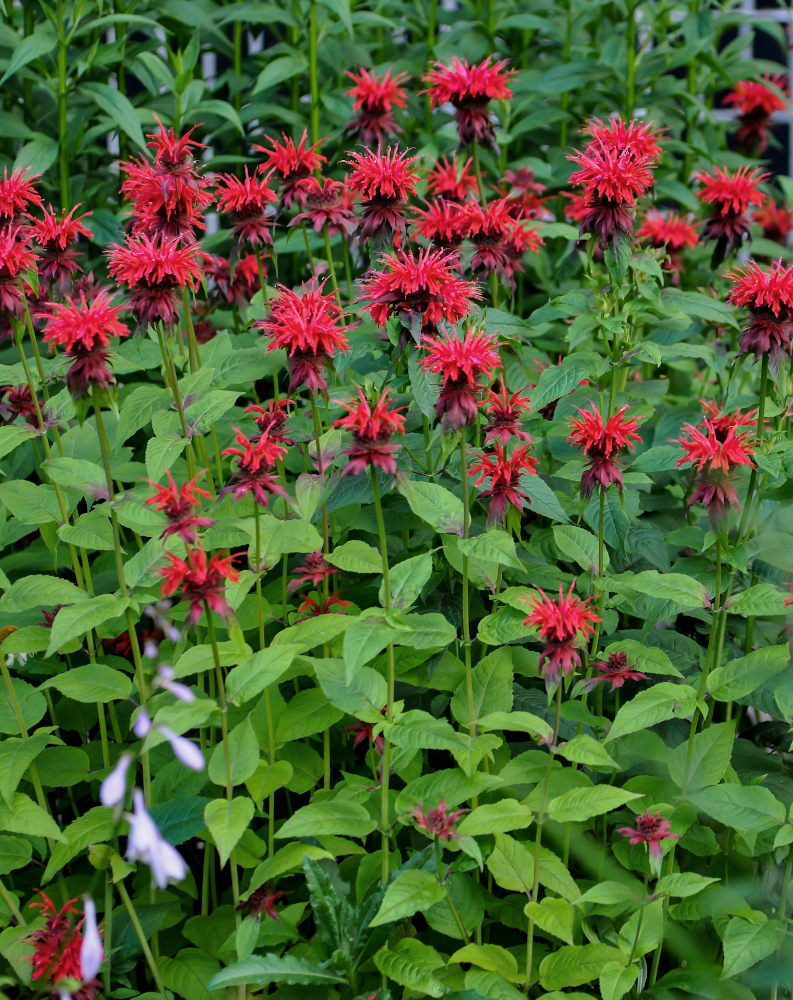 Image of Monarda didyma specimen.