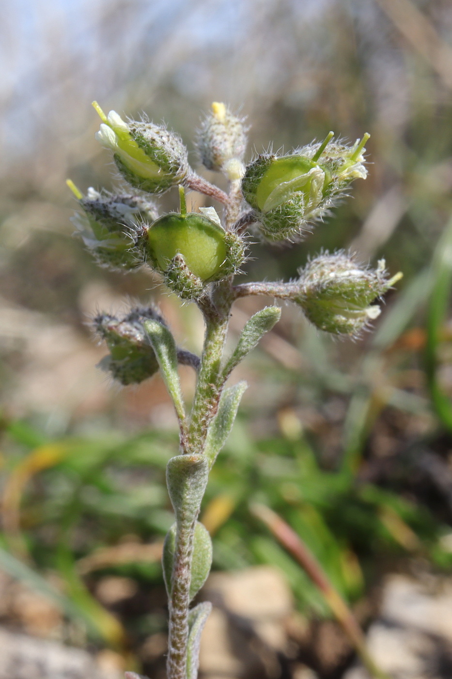 Image of Alyssum smyrnaeum specimen.