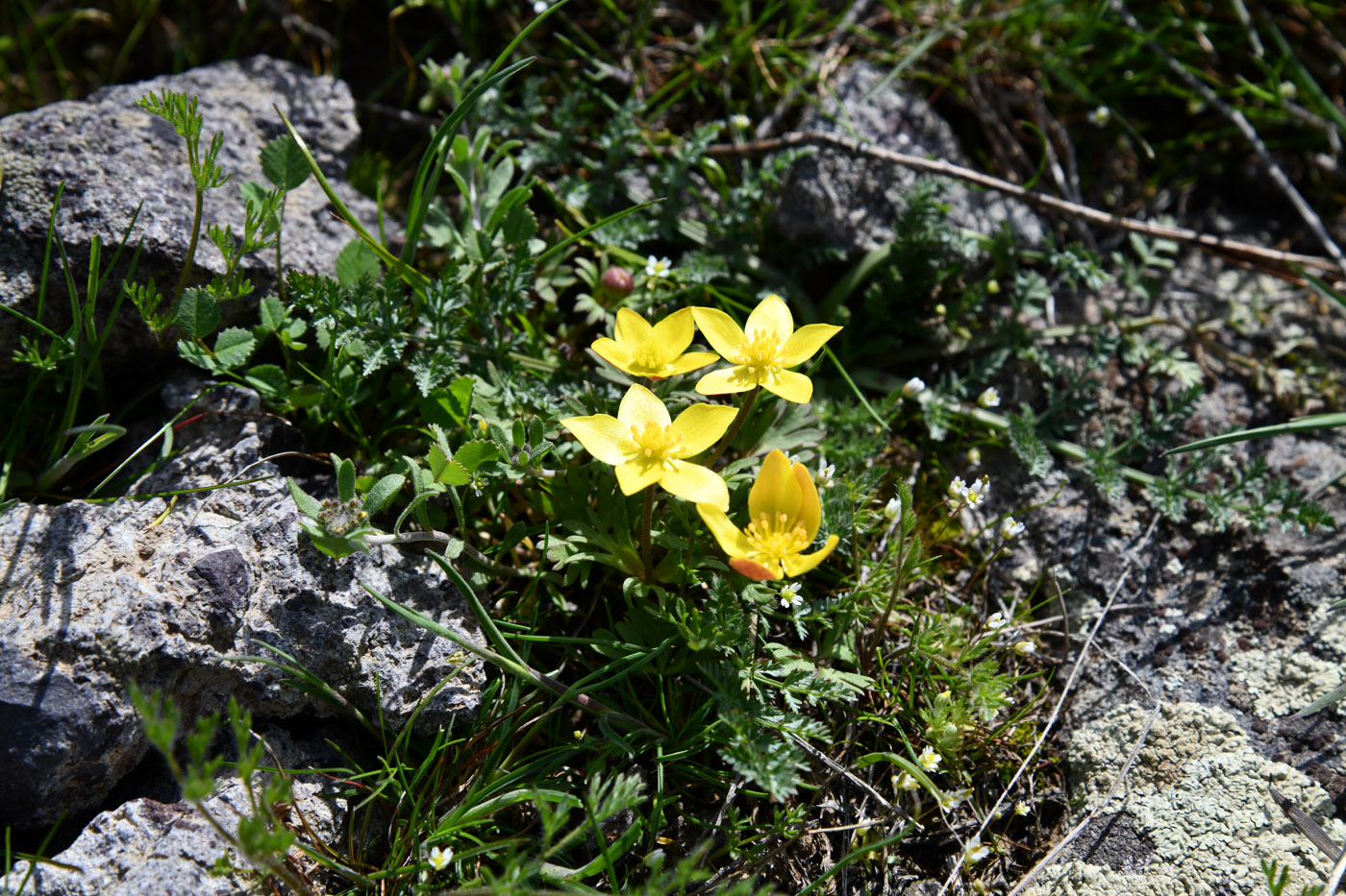 Image of Anemone gortschakowii specimen.