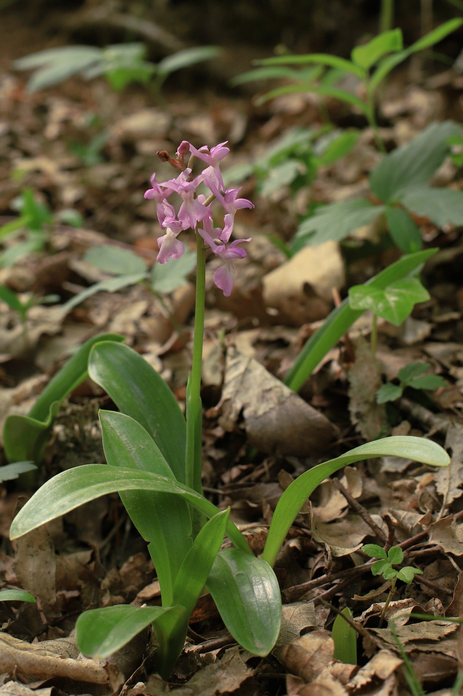 Image of Orchis &times; loreziana specimen.