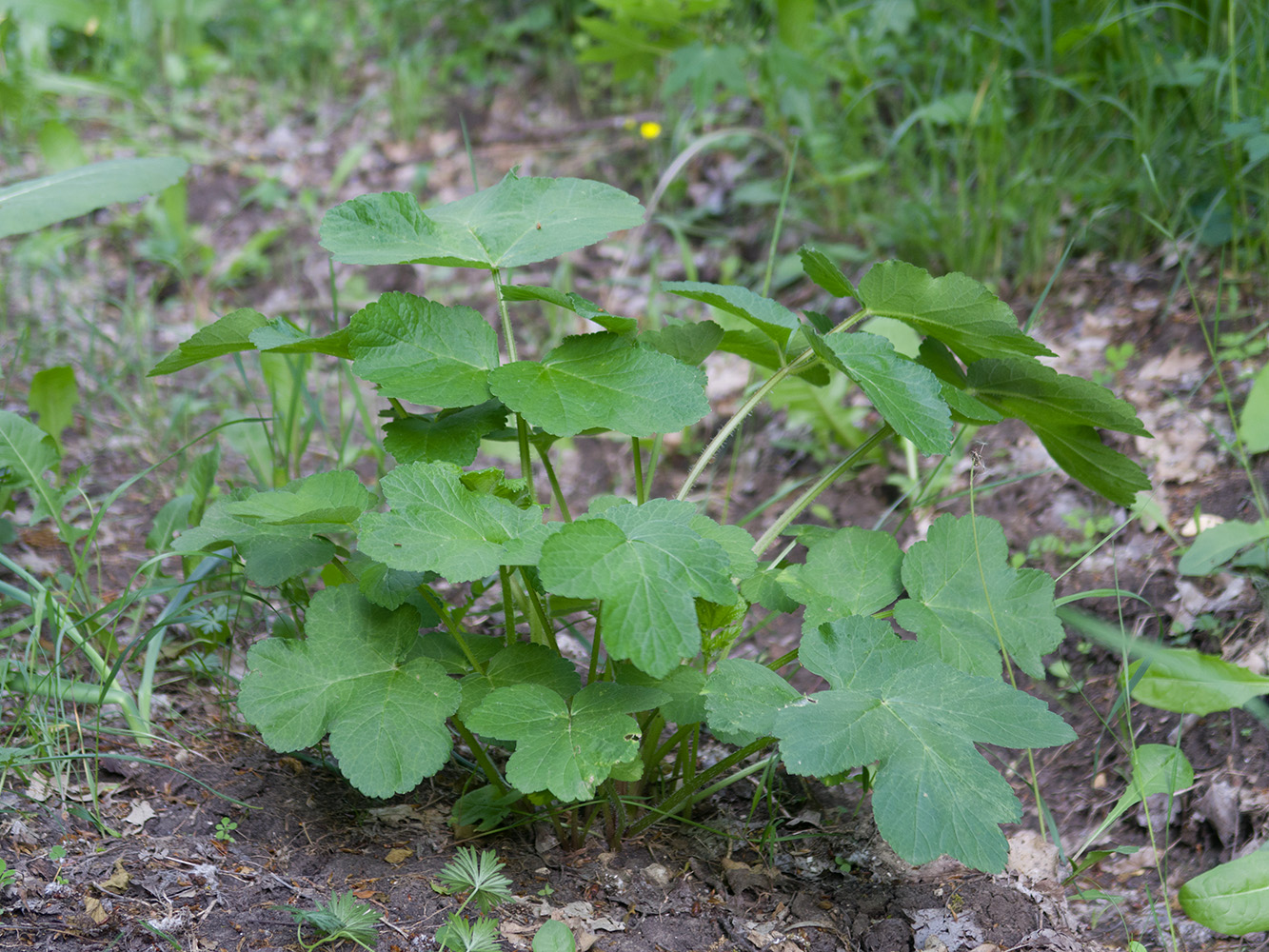 Изображение особи Heracleum sibiricum.