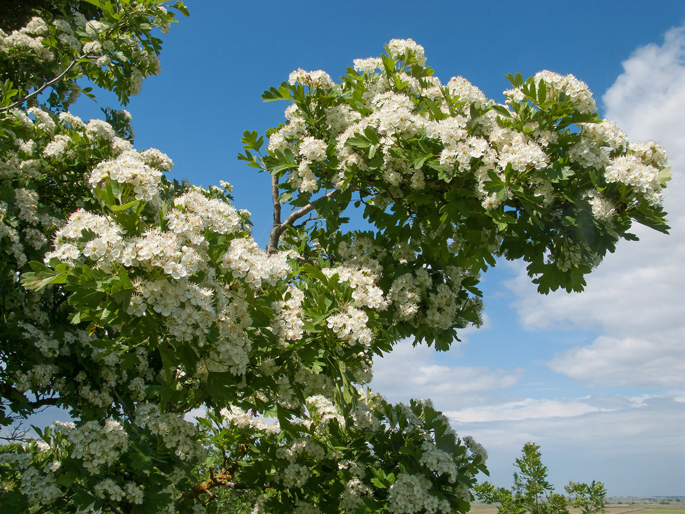 Изображение особи Crataegus dipyrena.