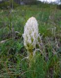 Asphodeline taurica