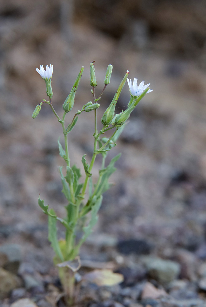 Изображение особи Lactuca undulata.