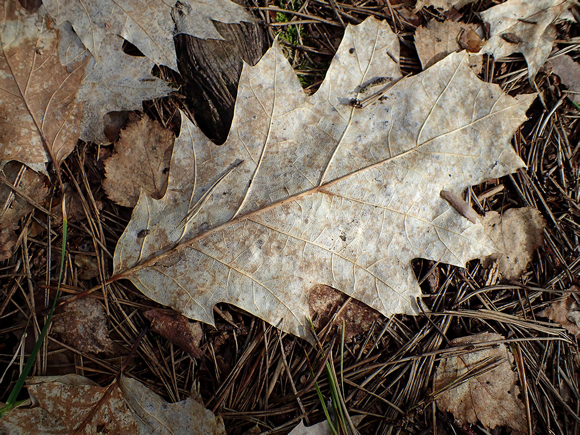 Image of Quercus rubra specimen.