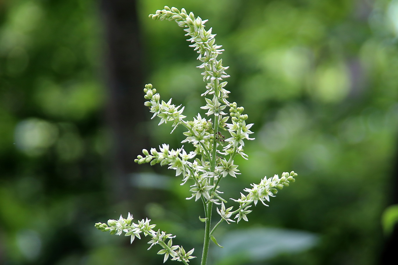 Image of Veratrum grandiflorum specimen.