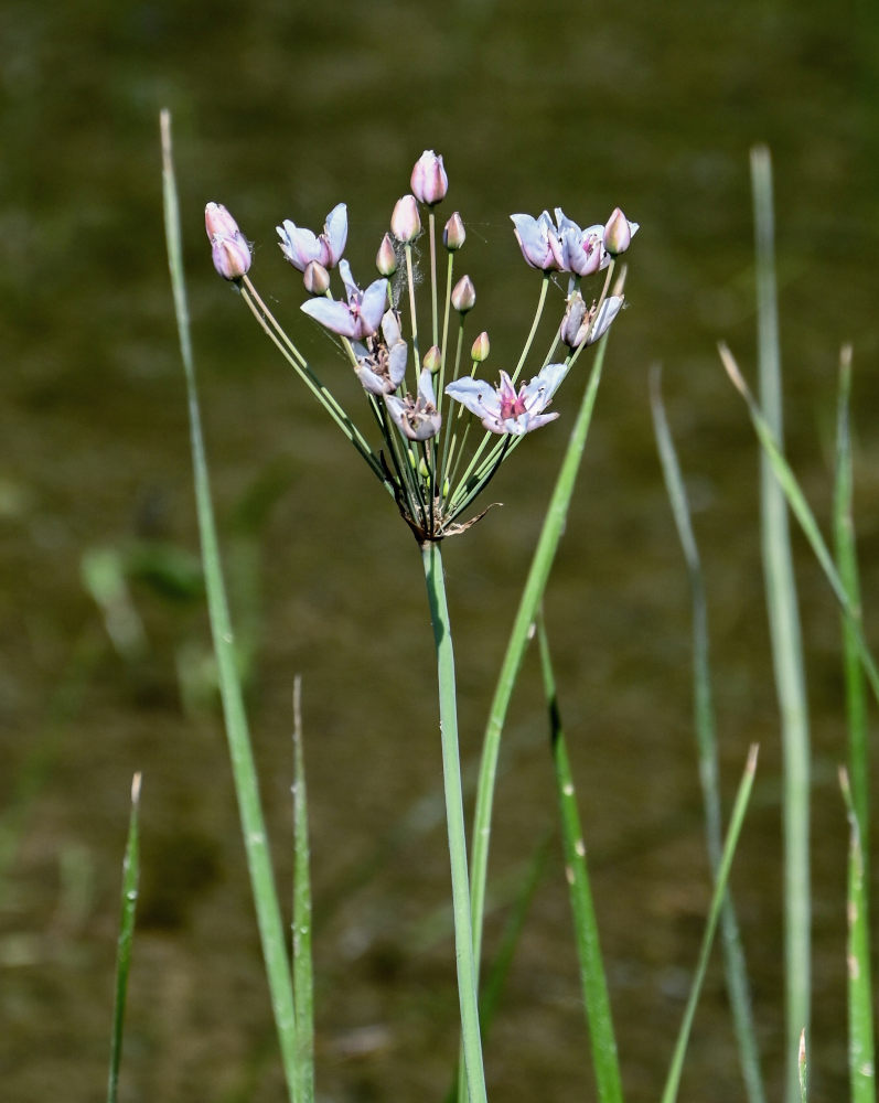 Изображение особи Butomus umbellatus.