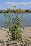 Inula britannica