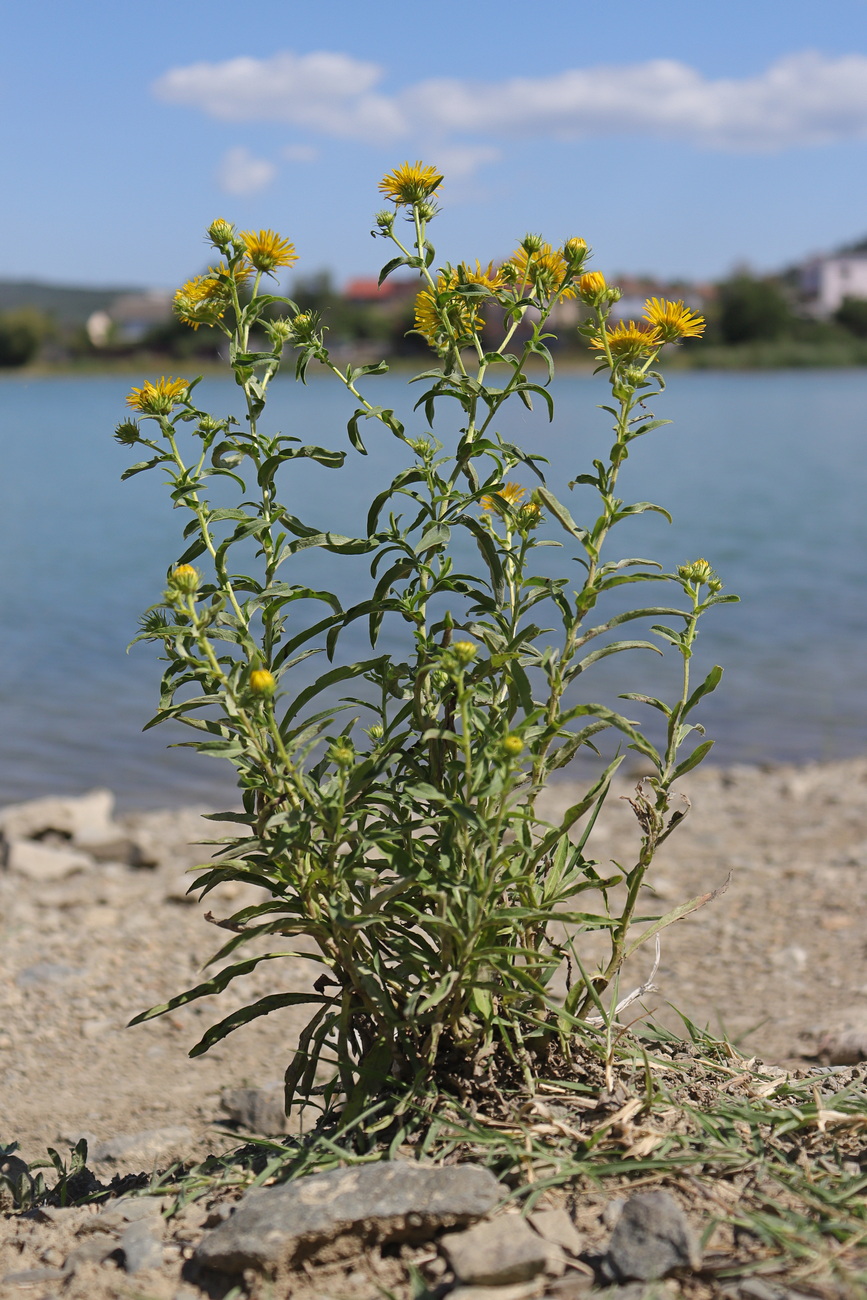 Изображение особи Inula britannica.