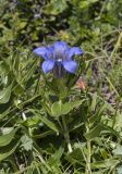 Gentiana septemfida