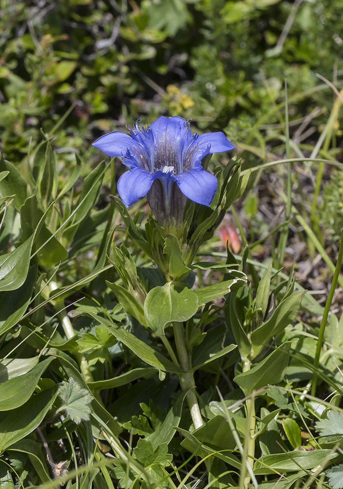 Image of Gentiana septemfida specimen.