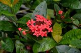 Ixora coccinea. Соцветие и листья. Китай, провинция Гуандун, г. Гуанчжоу, в культуре. 28.05.2024.