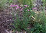 Achillea millefolium