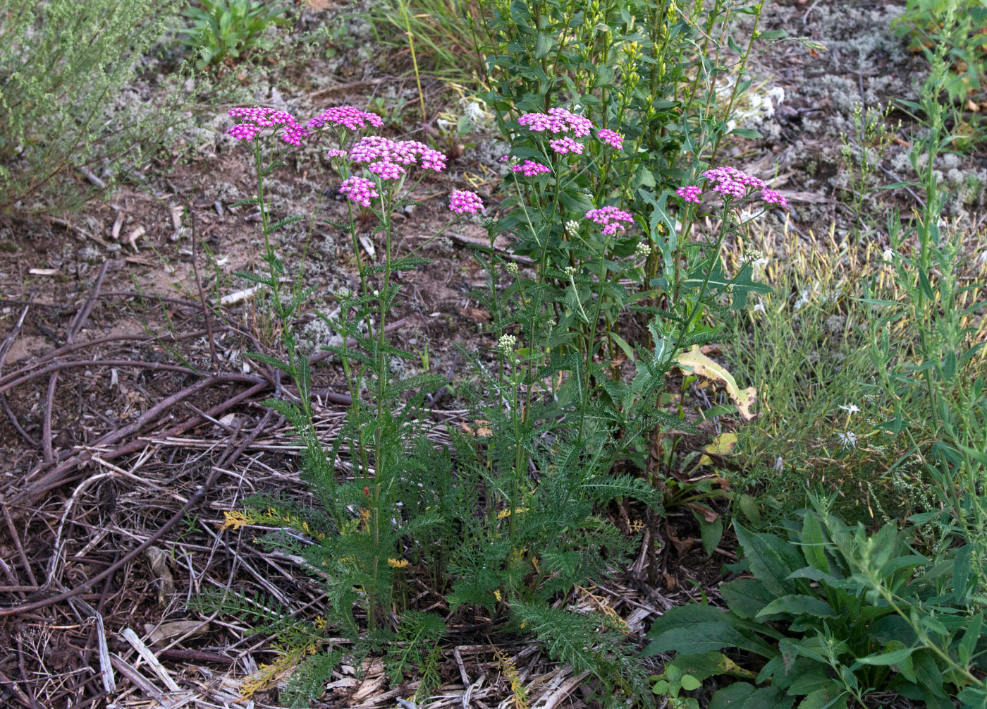 Изображение особи Achillea millefolium.