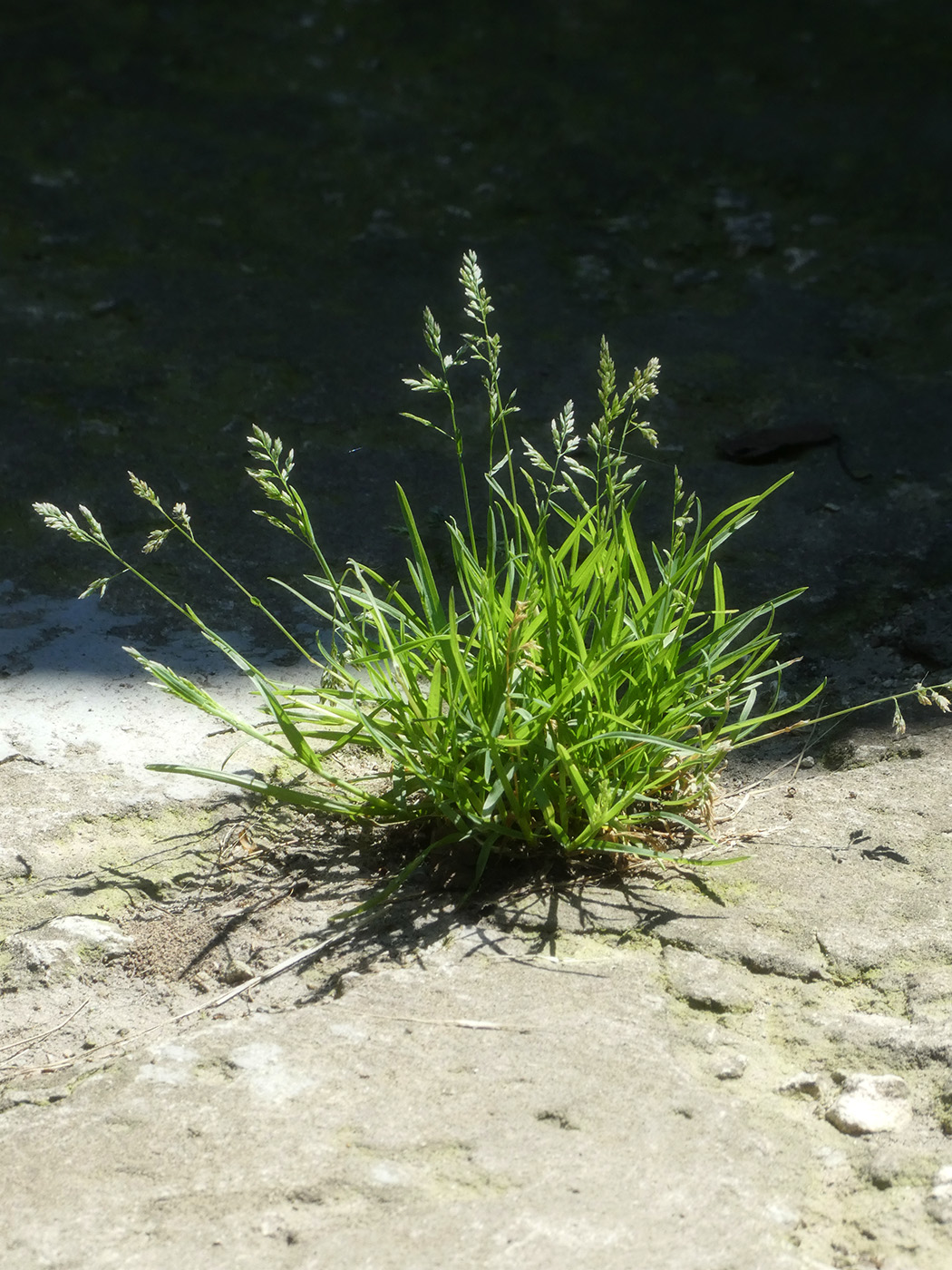 Image of genus Poa specimen.