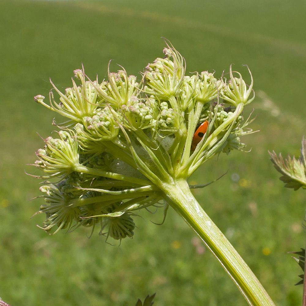 Image of Seseli libanotis specimen.