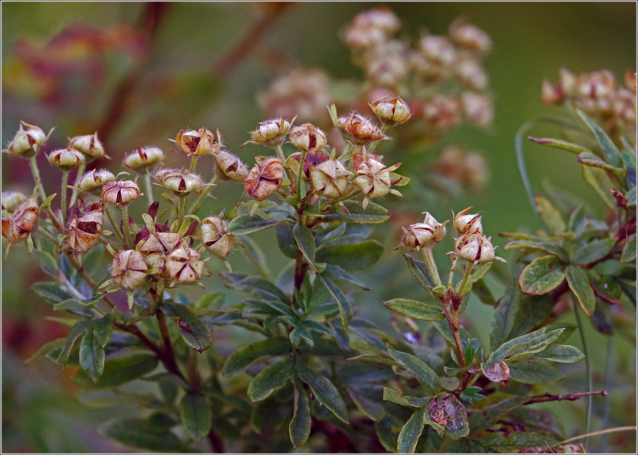 Изображение особи Dasiphora fruticosa.