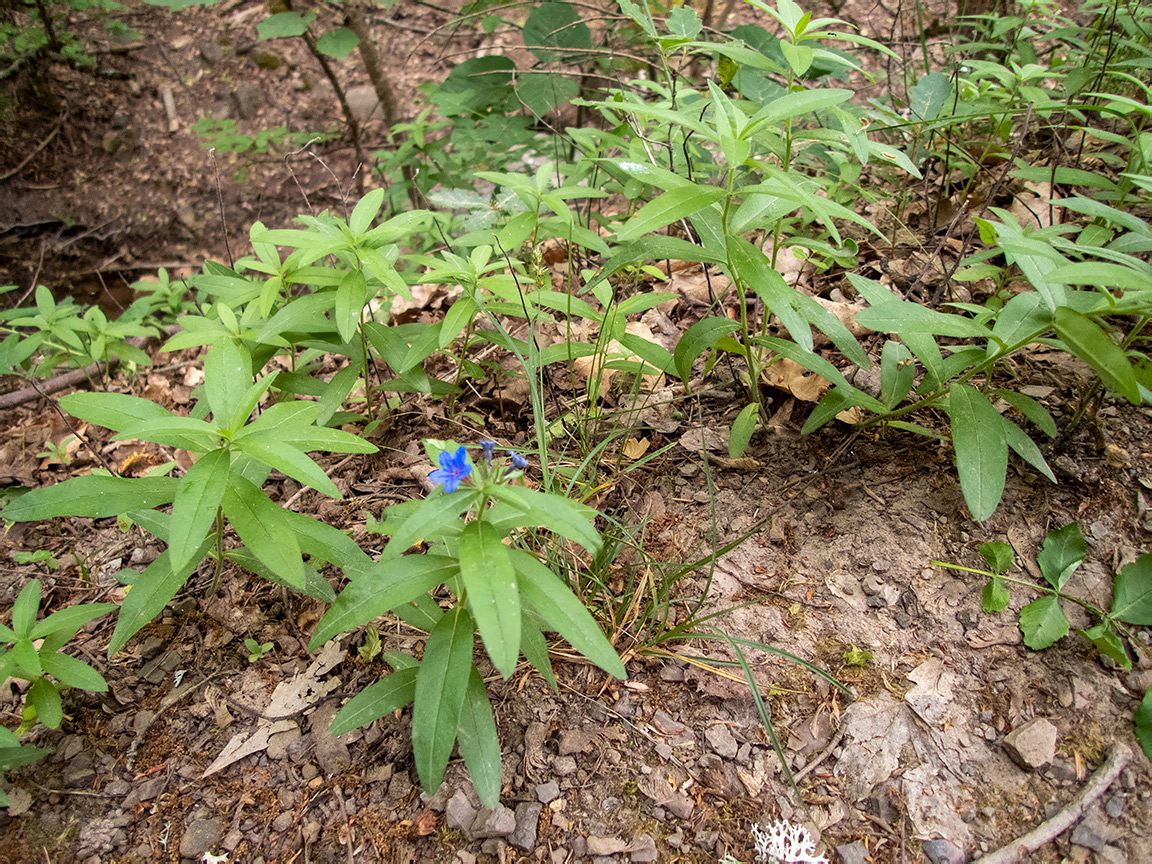 Изображение особи Aegonychon purpureocaeruleum.