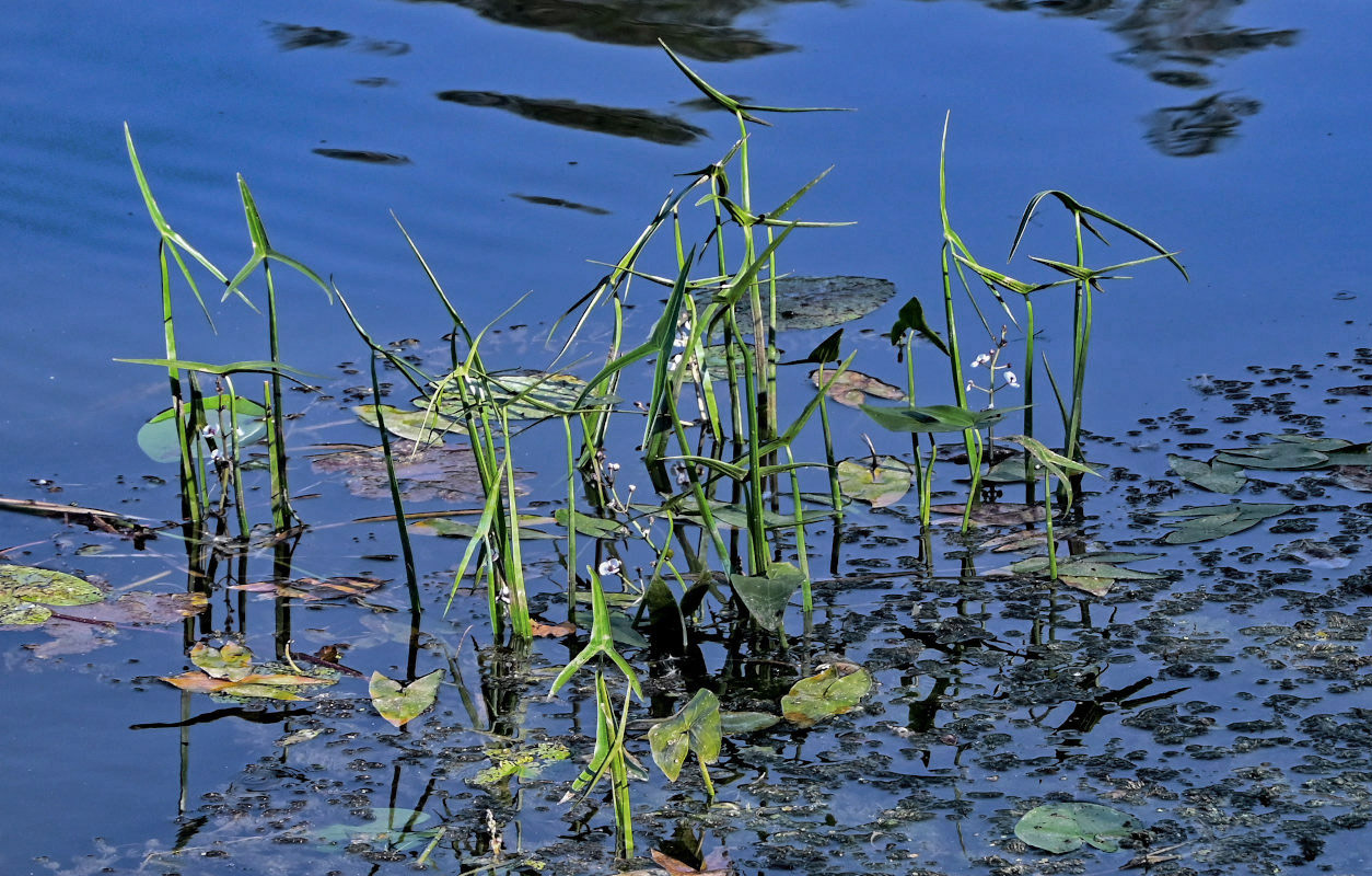 Изображение особи Sagittaria sagittifolia.