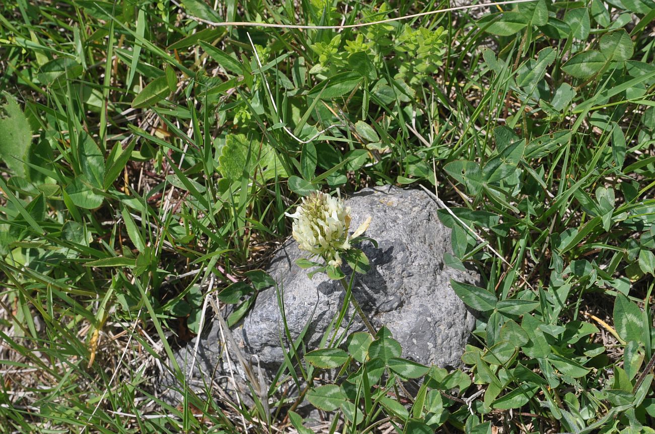 Изображение особи Trifolium ambiguum.