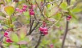 Vaccinium uliginosum