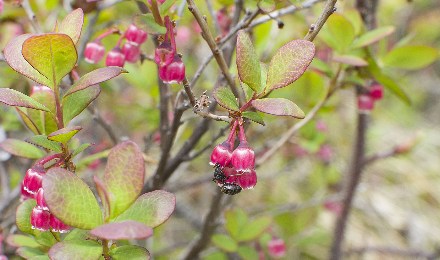 Изображение особи Vaccinium uliginosum.