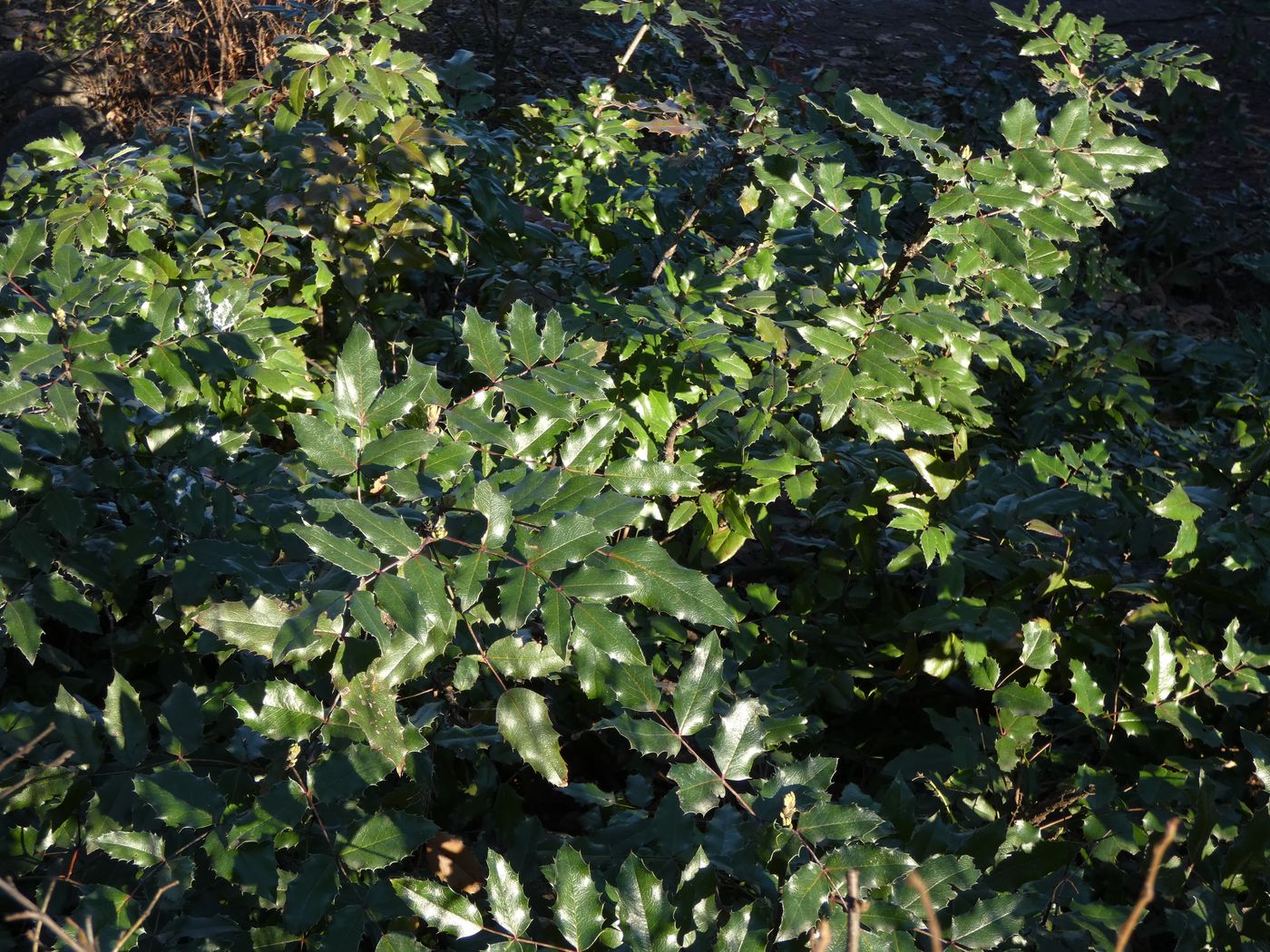 Image of Mahonia aquifolium specimen.