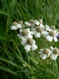 Achillea ptarmica