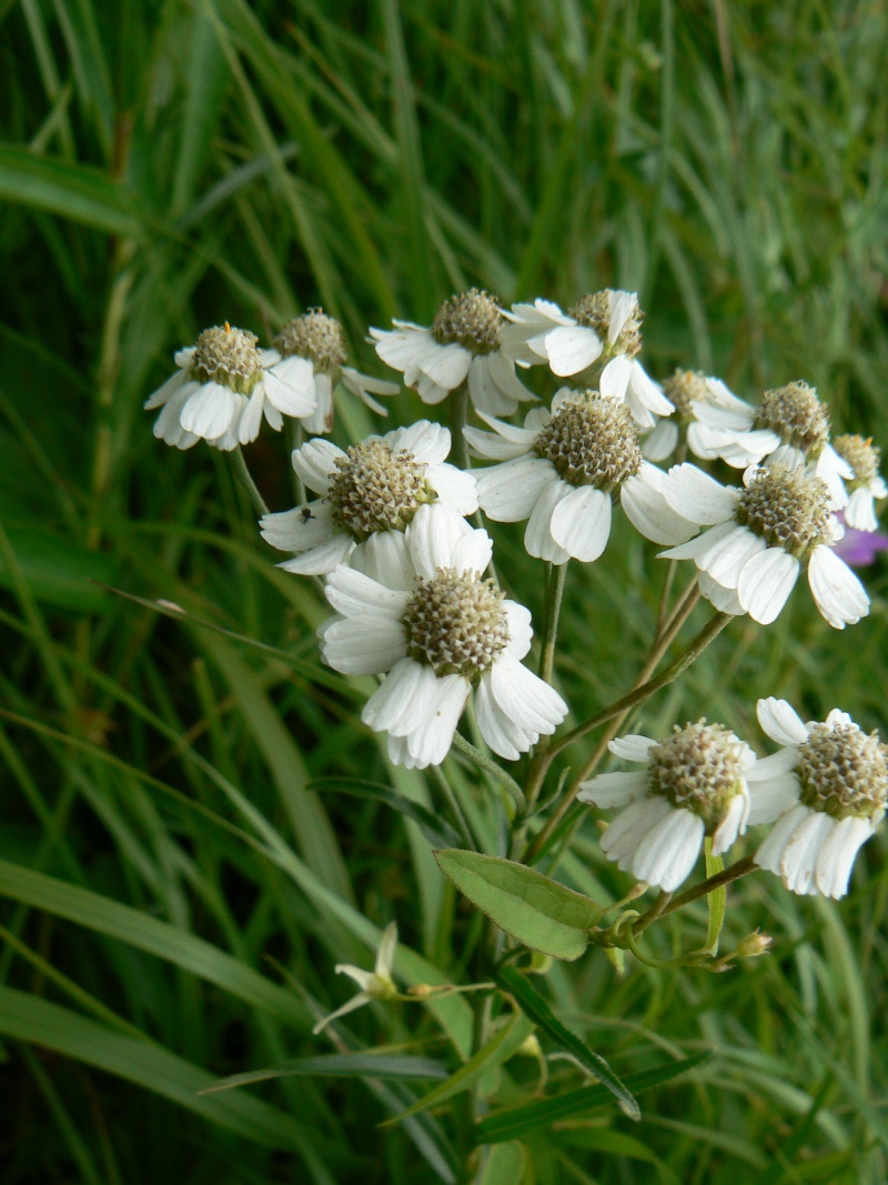 Image of Achillea ptarmica specimen.