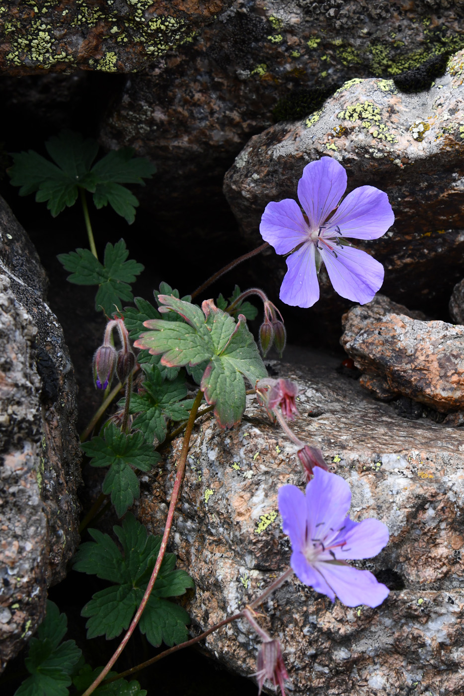 Image of Geranium saxatile specimen.