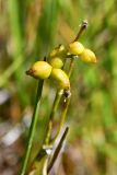 Scheuchzeria palustris. Верхушка плодоносящего растения с незрелыми плодами. Санкт-Петербург, Курортный р-н, Сестрорецкое болото, верховое болото. 10 августа 2023 г.