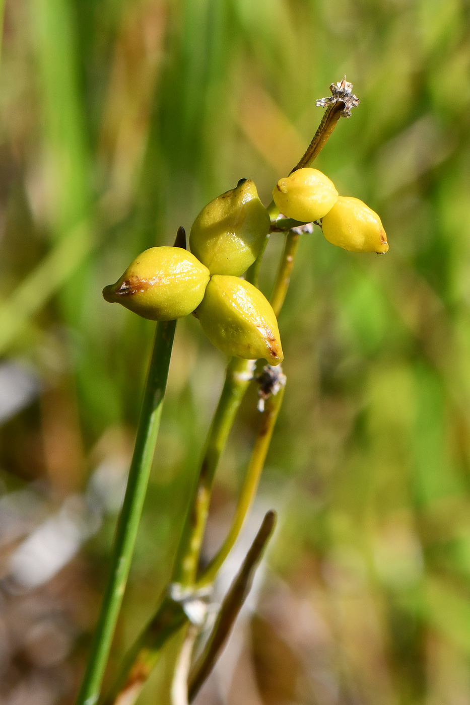 Image of Scheuchzeria palustris specimen.