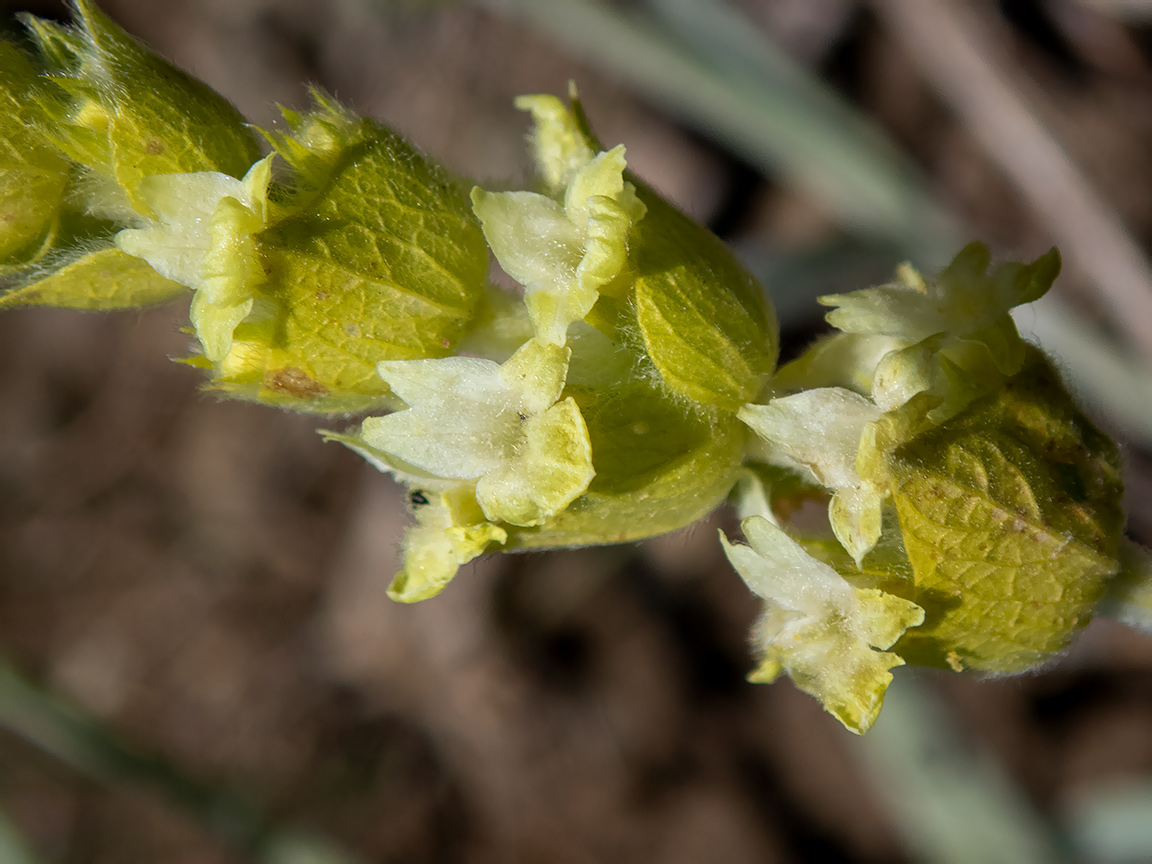 Image of Sideritis catillaris specimen.