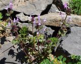 Lamium amplexicaule